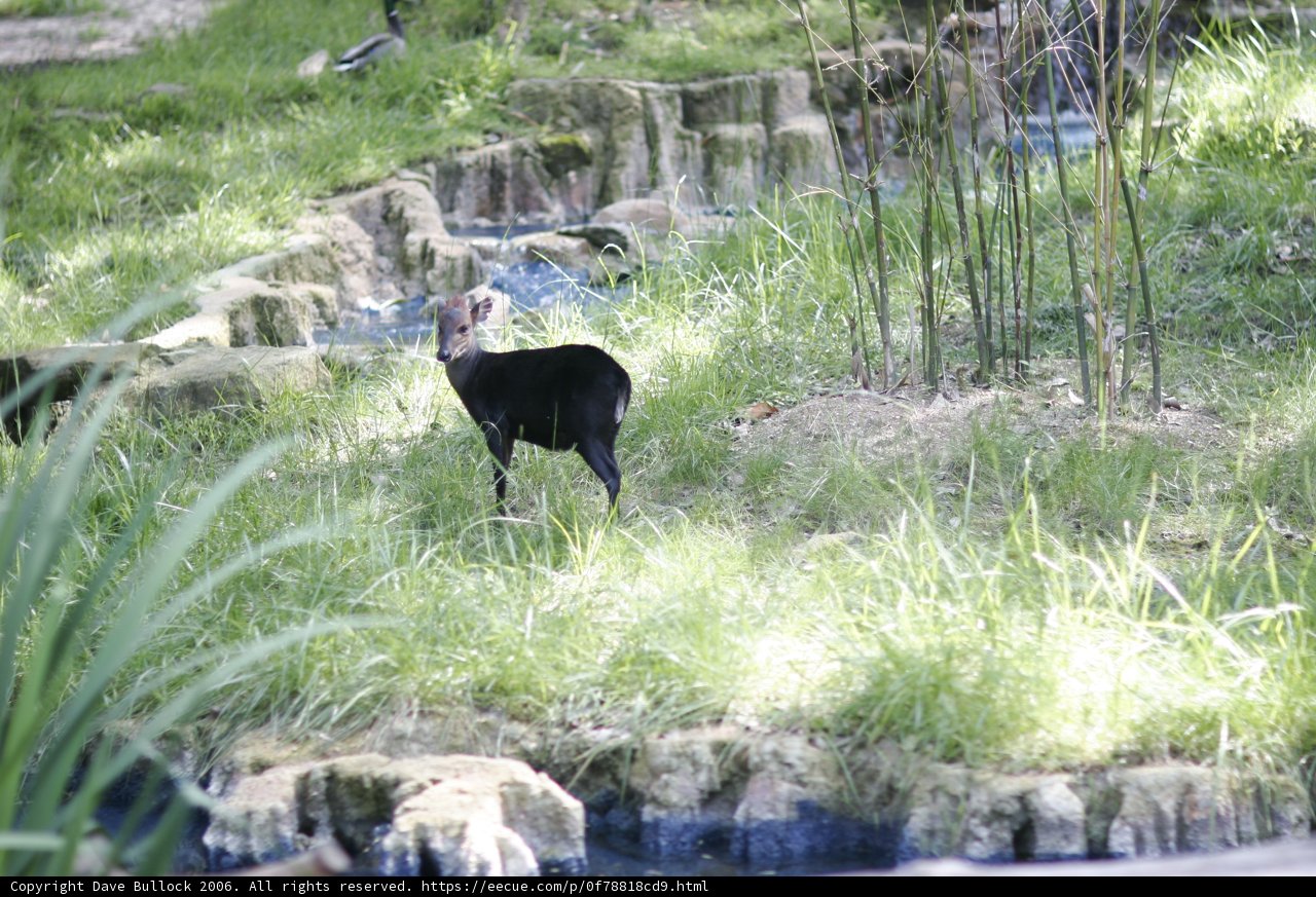 Black Goat in the Field