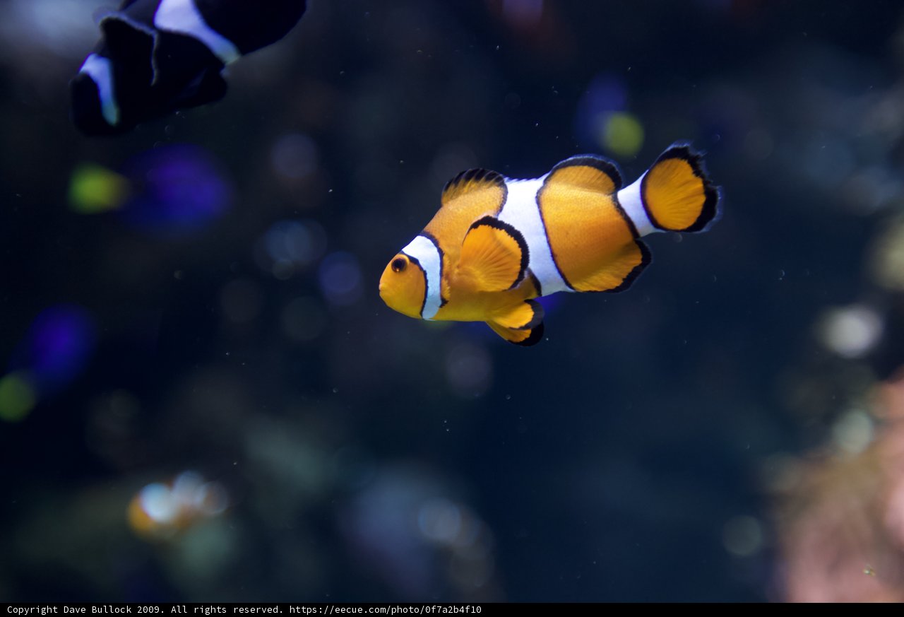 A school of colorful clownfish
