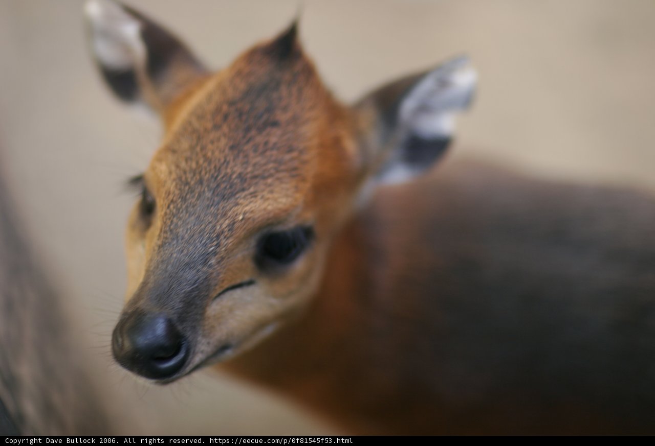 The Nosey Deer