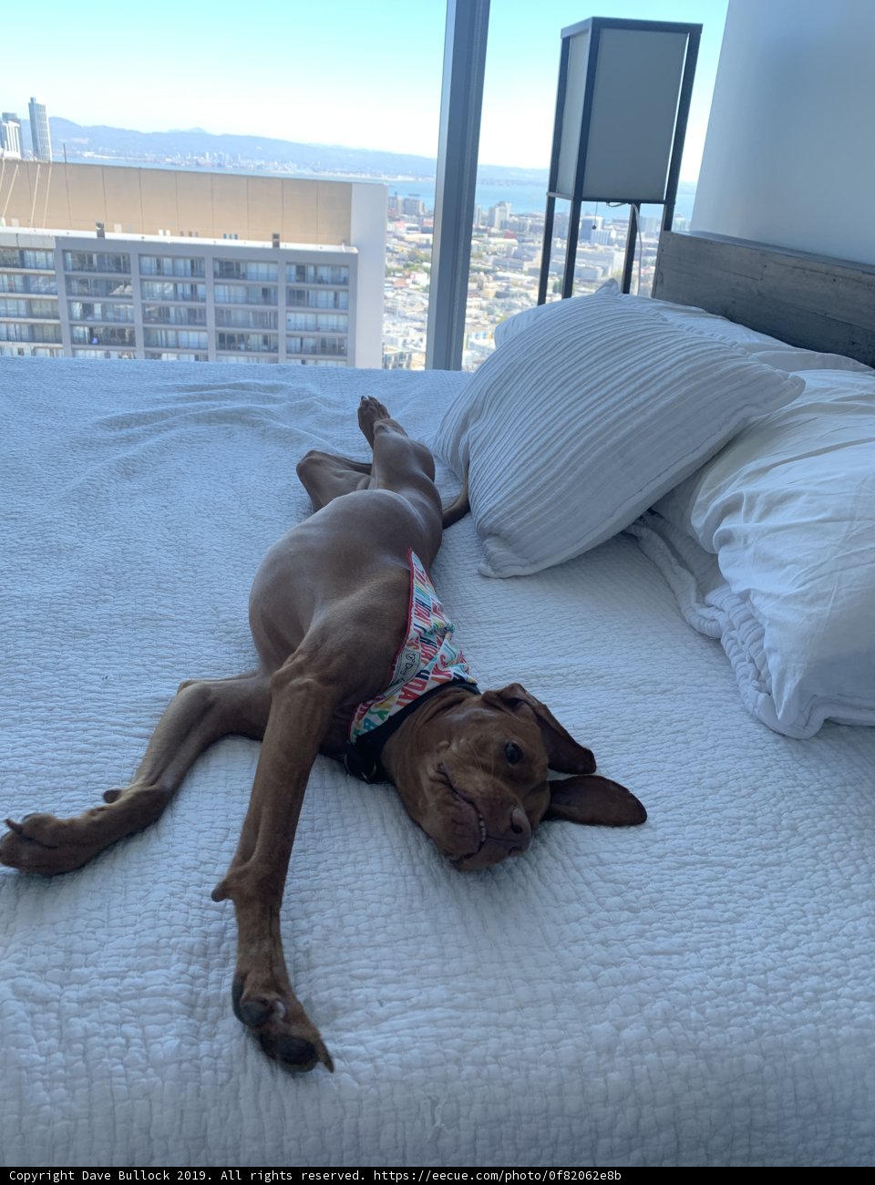 Urban Pooch on a Cozy Bed