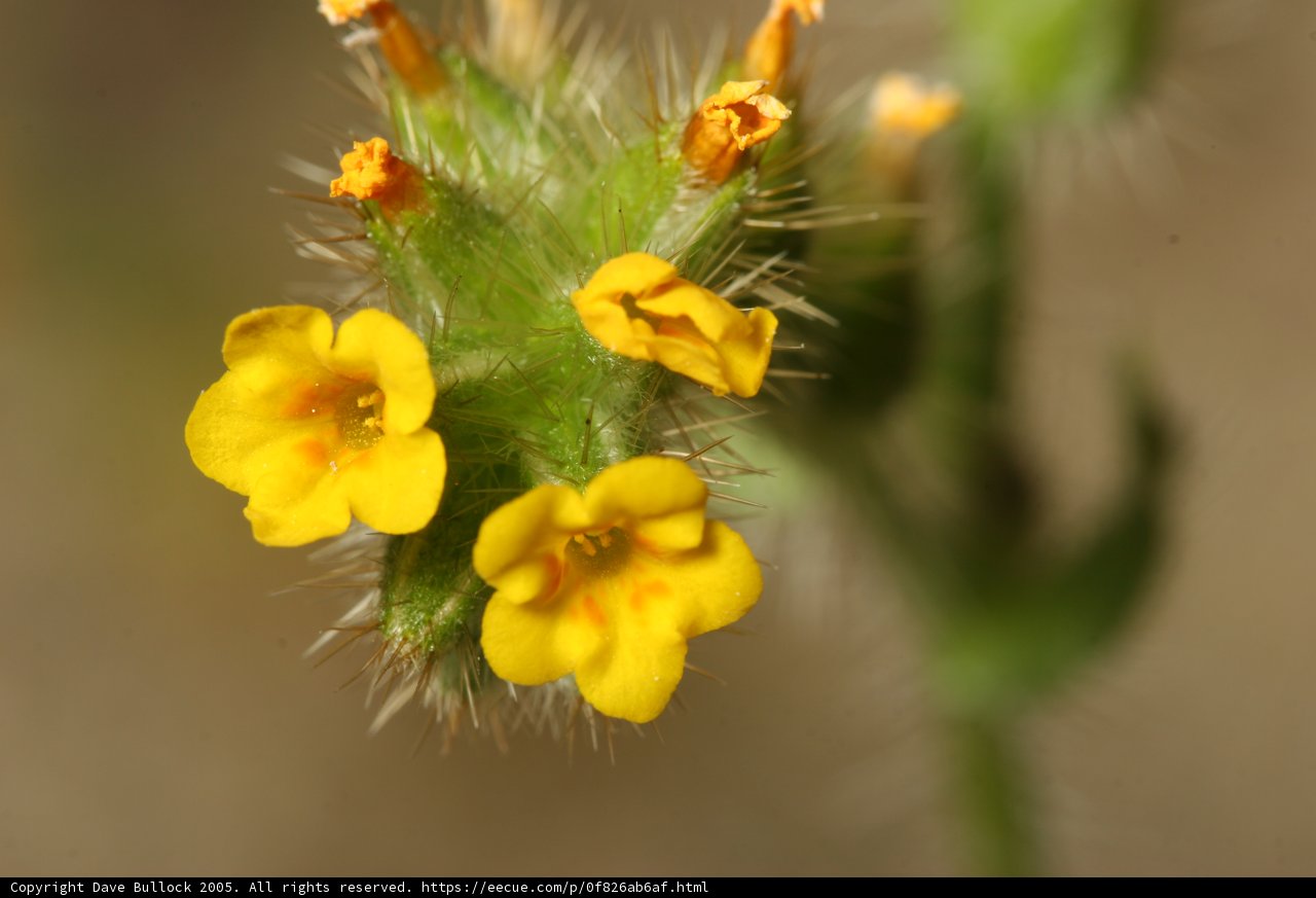 A Vibrant Yellow Flower in Full Bloom