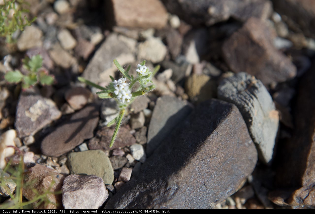 Lone Flower Amongst Rubble