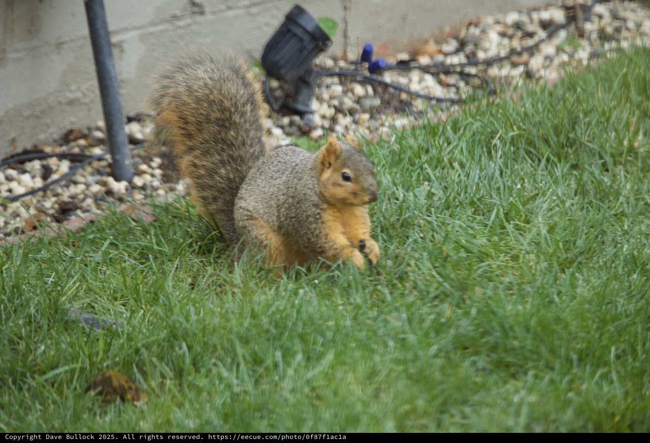 Fox Squirrel Foraging in Suburban Backyard Grass