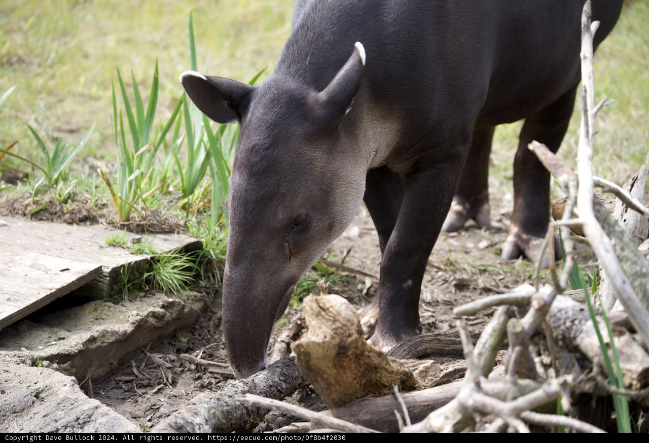 Tapir's Timber Time at SF Zoo