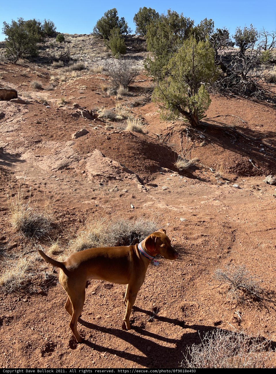 A Canine Adventurer Explores Sandia Park