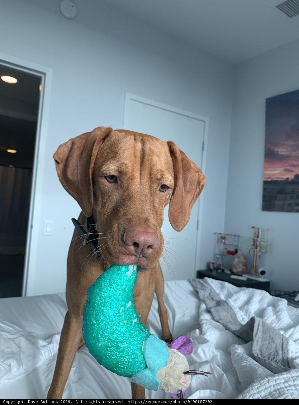 Furry Friend taking over the Bed