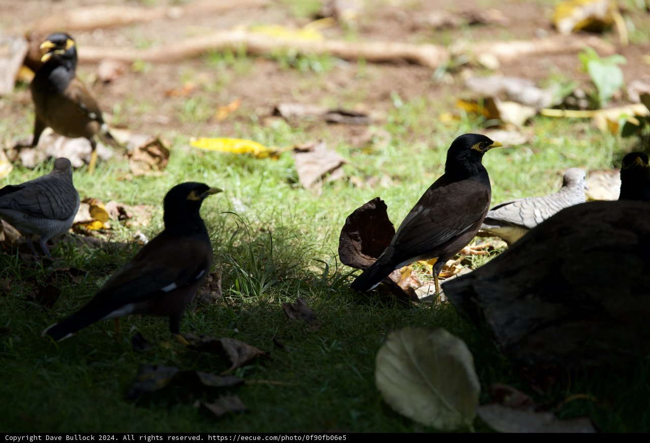 Avian Assembly at Honolulu Zoo