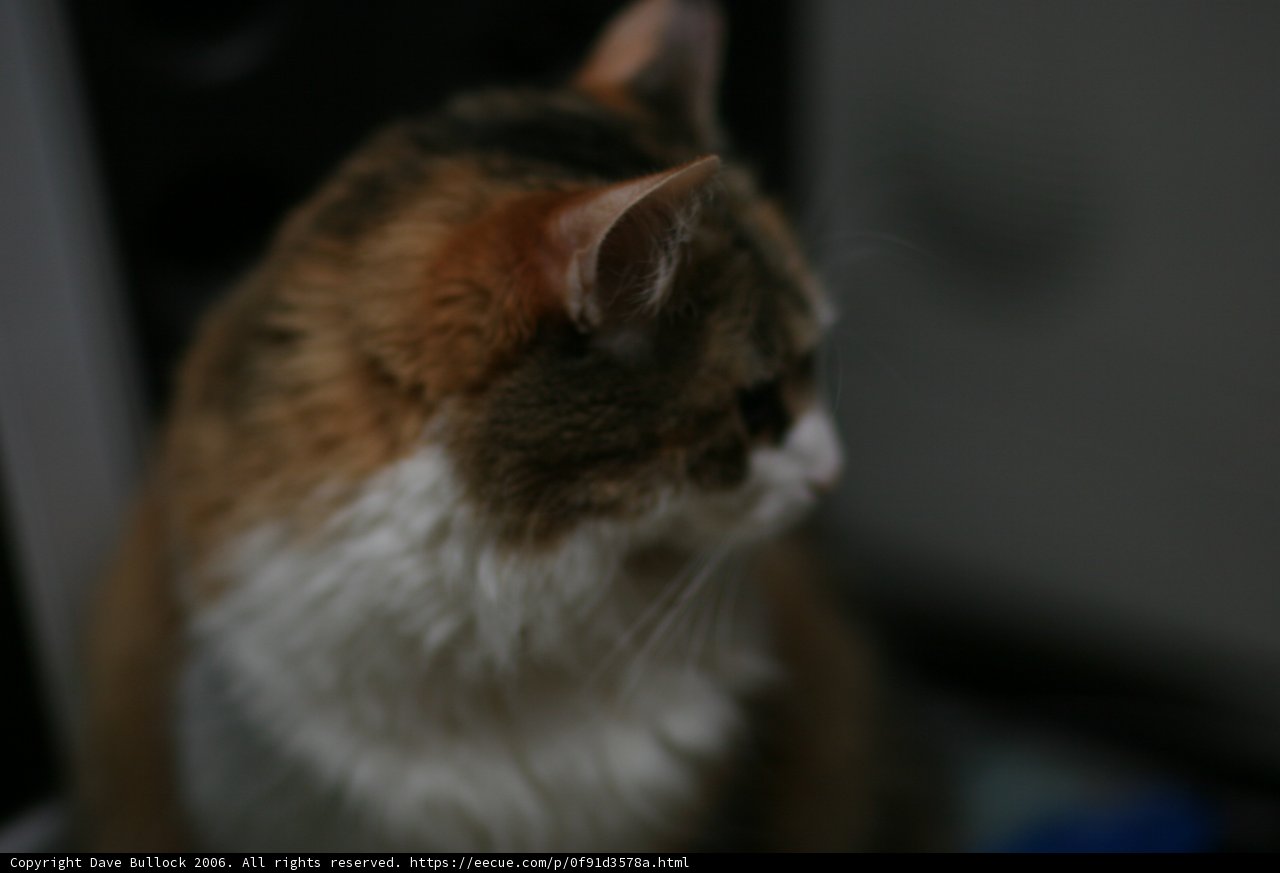 Curious Abyssinian Cat