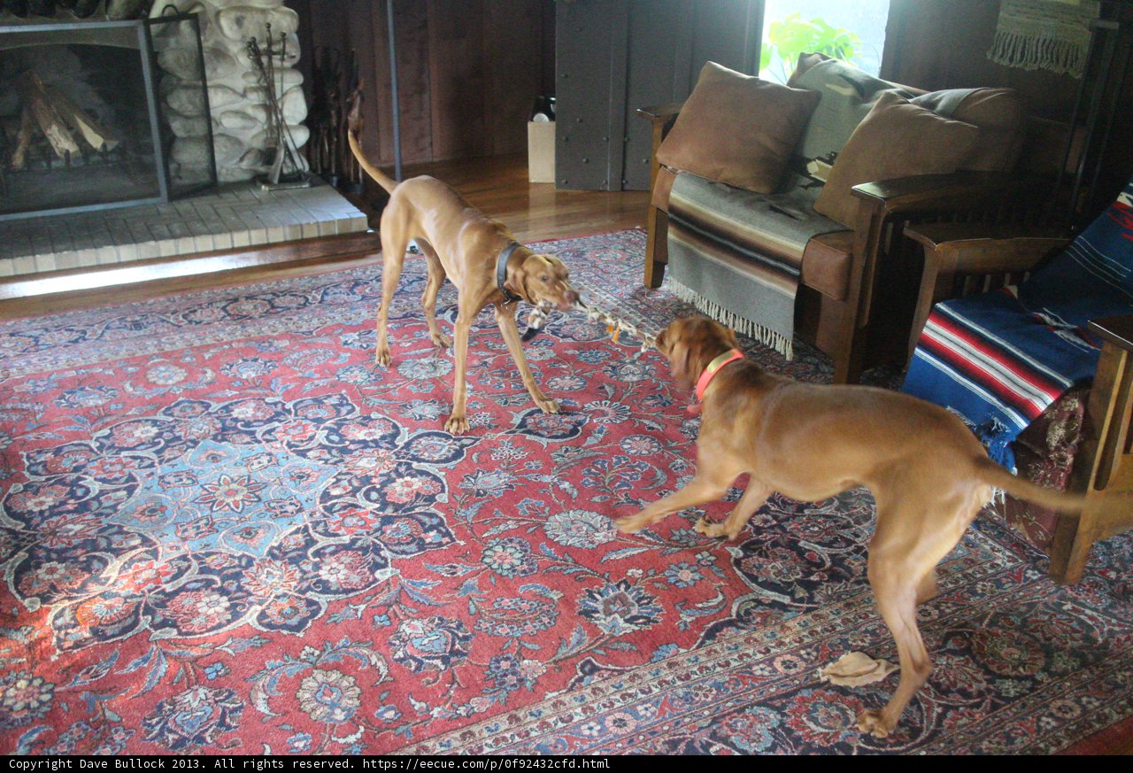 Playtime in the Living Room