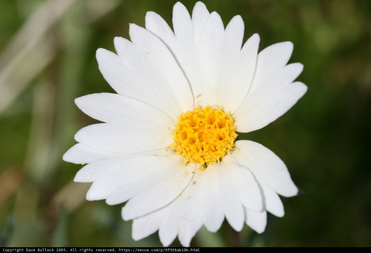 Sunny Daisy