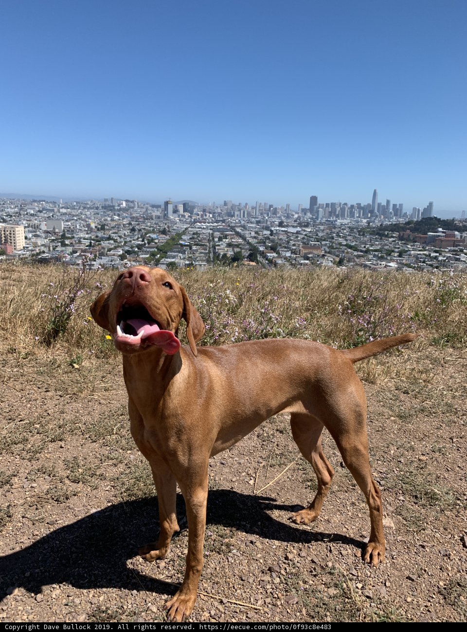 Scenic View with Four-Legged Friend