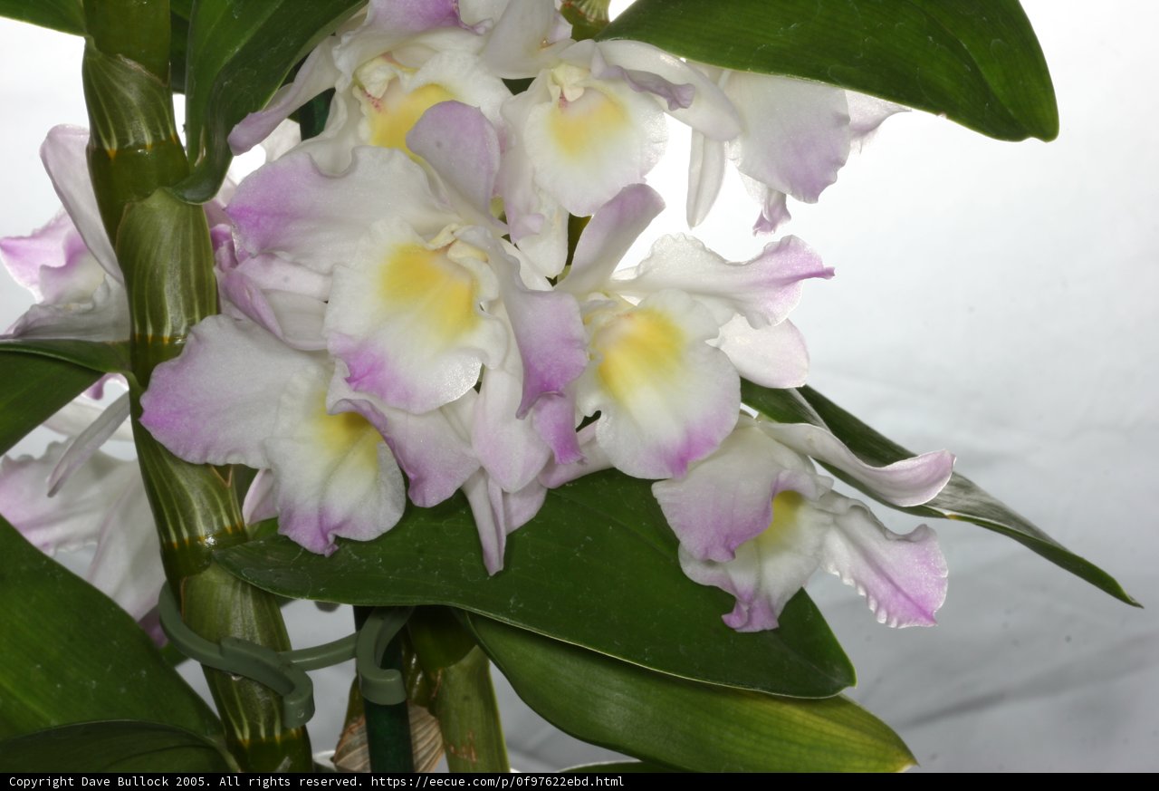 Stunning Orchid Blossom