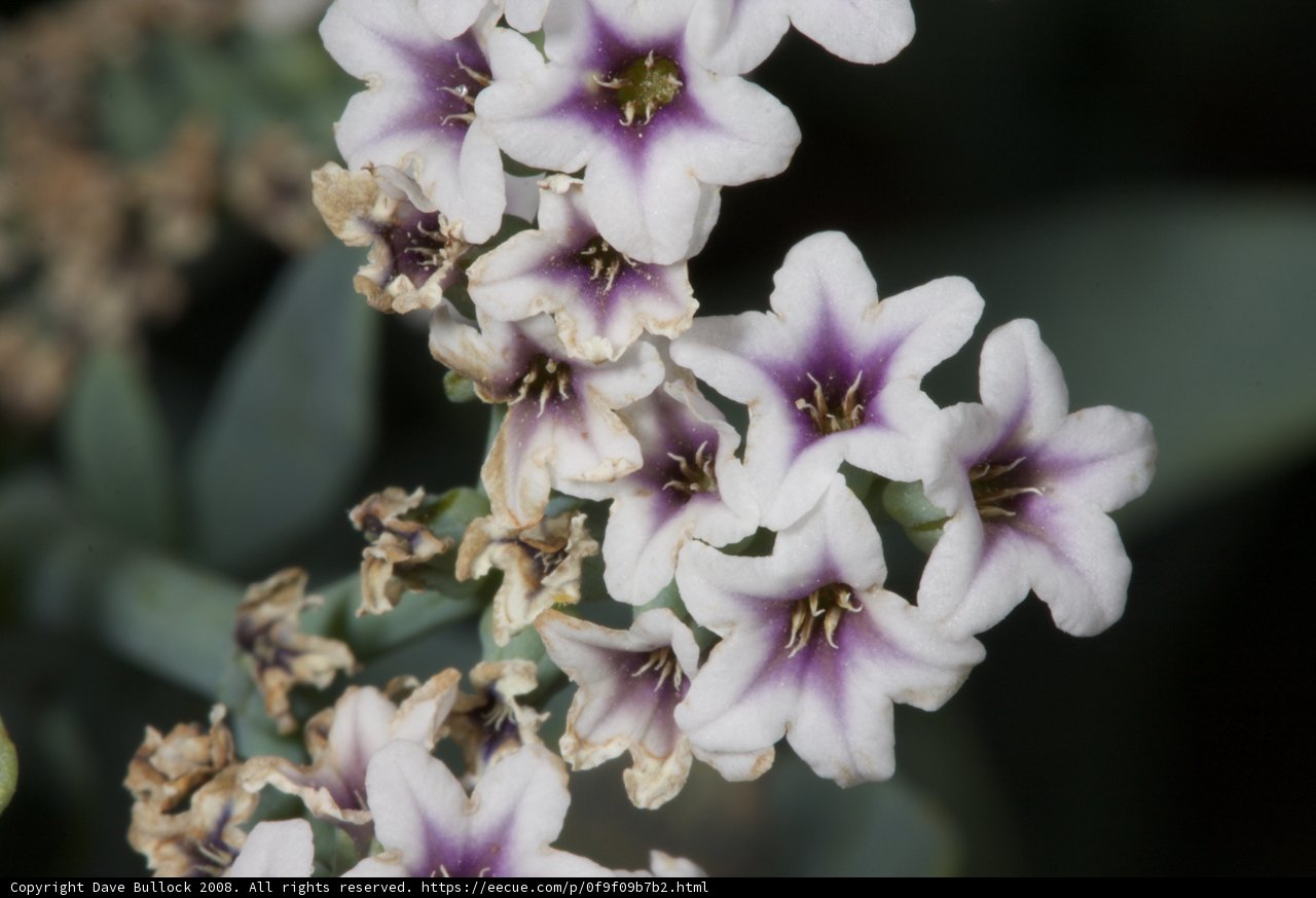 Purple Geranium Flower Close Up