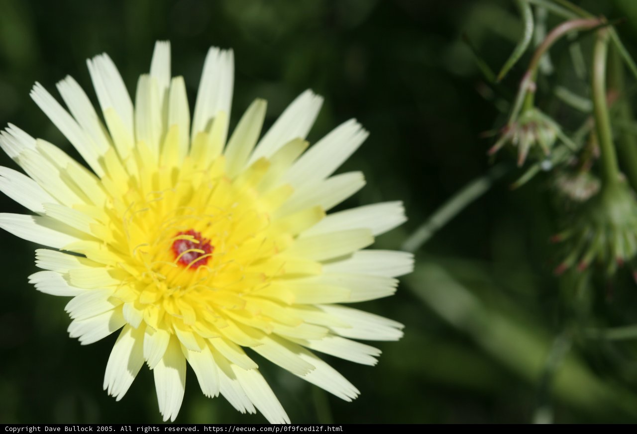 Yellow Daisy with Red Center