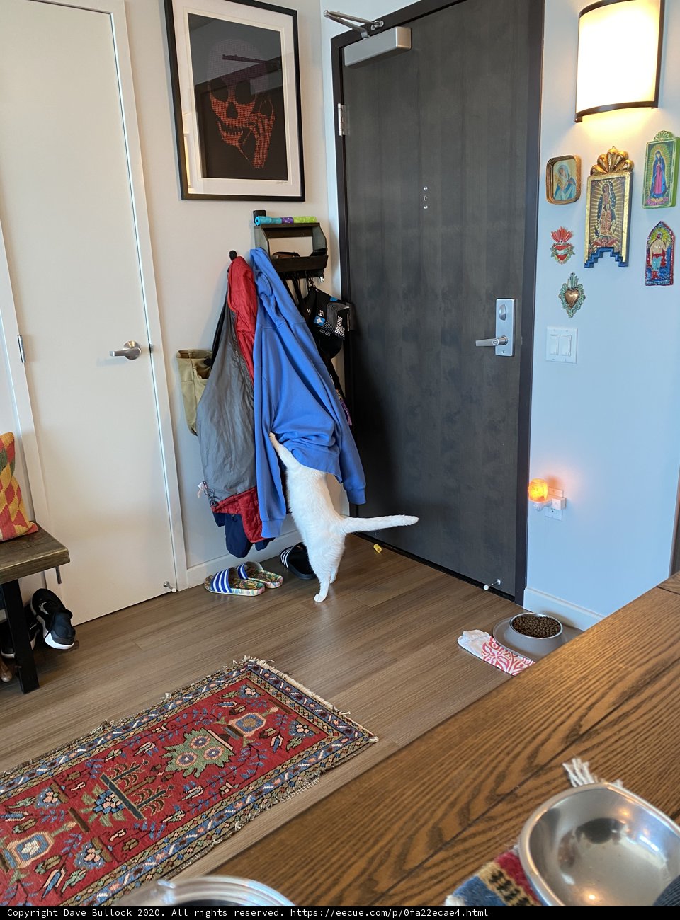 Feline Interior Design