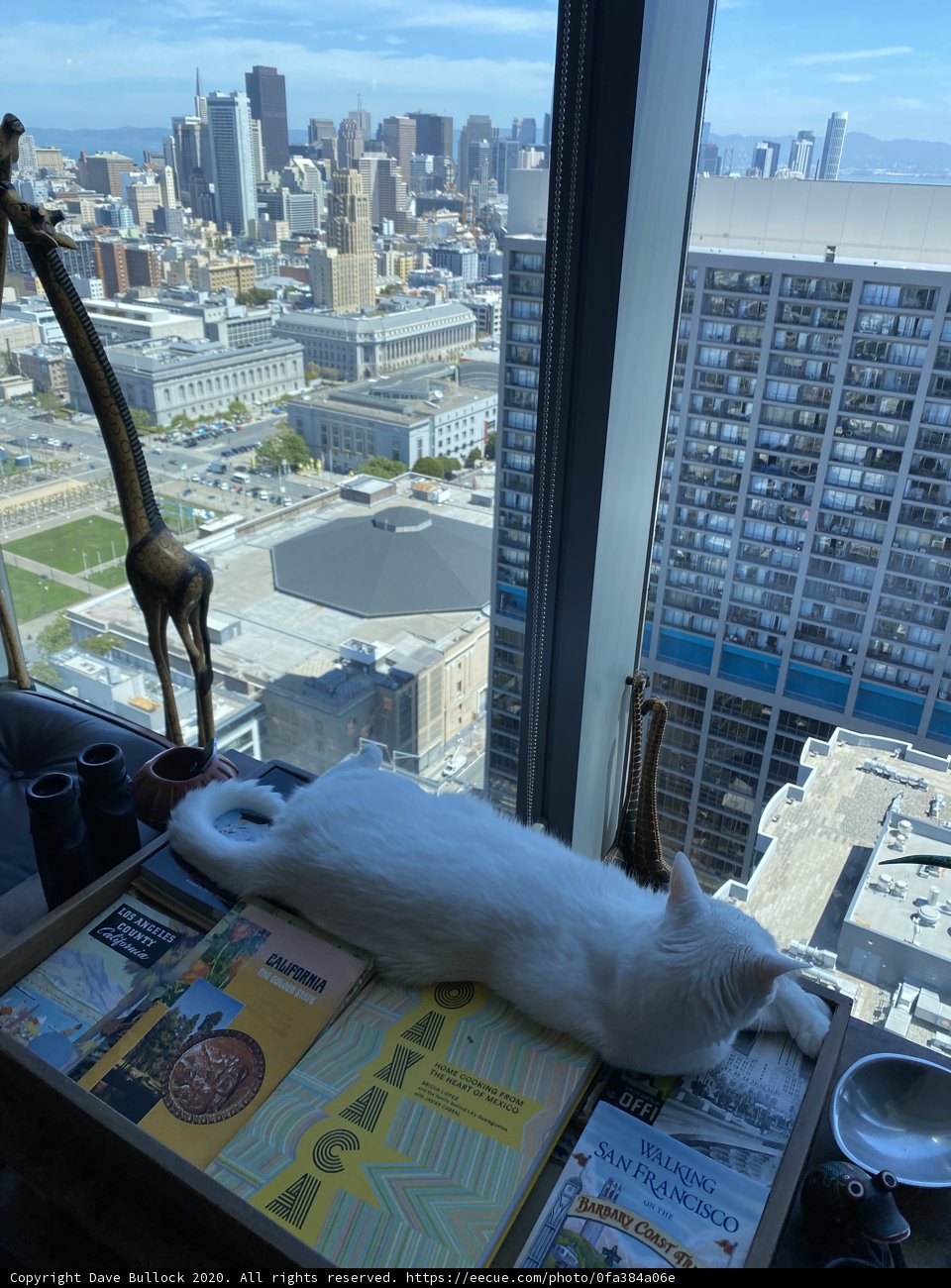 Urban Jungle Naps