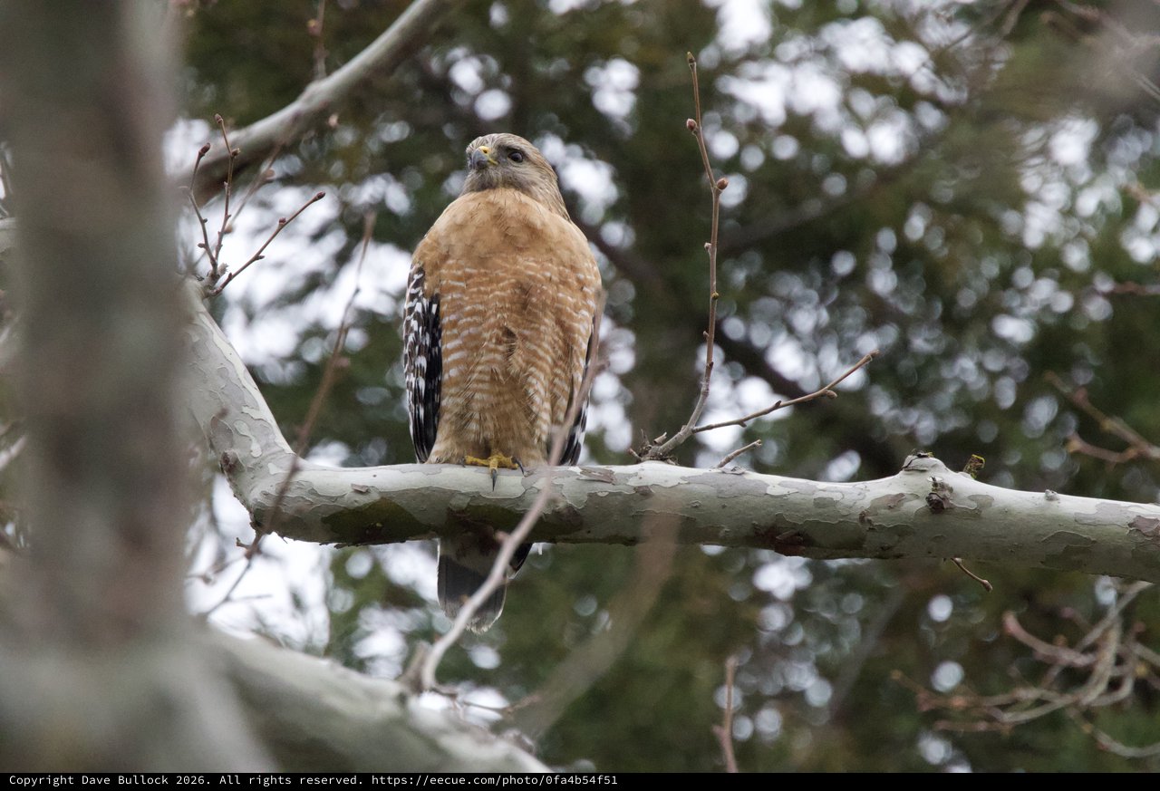 Red-shouldered Hawk Perched on Winter Branch
