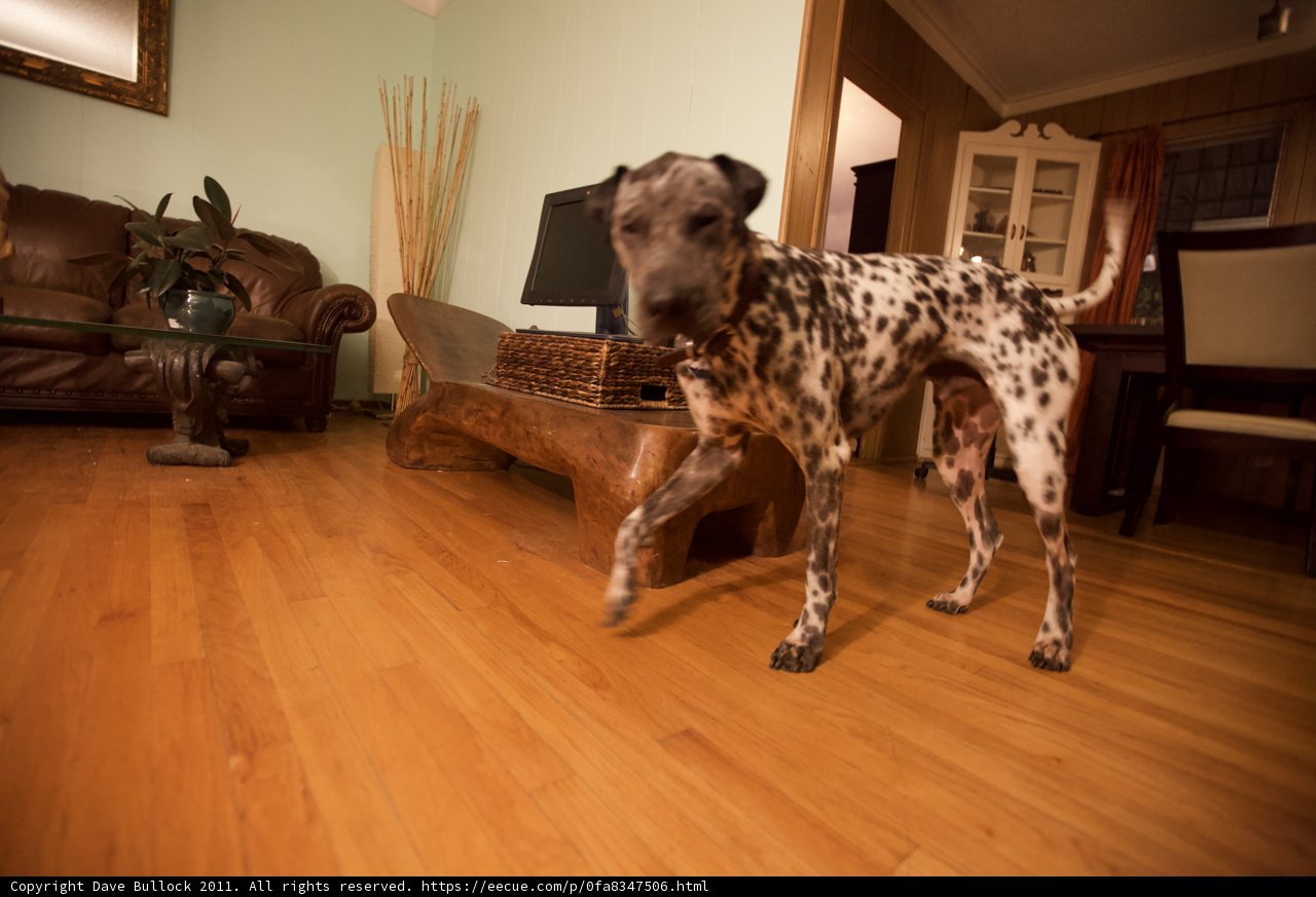 Paws on Hardwood: A Canine's Comfortable Abode