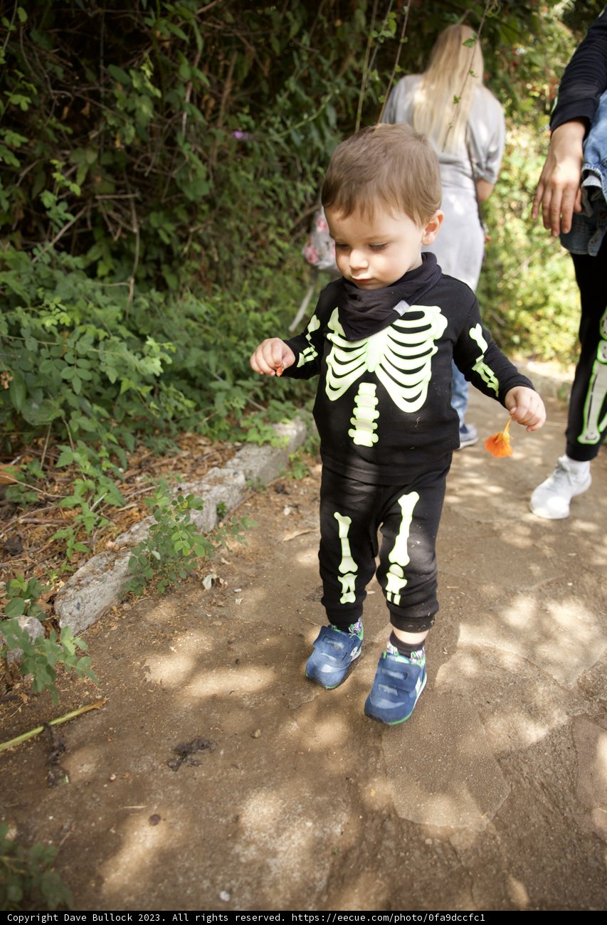 The Curious Skeleton Explorer
