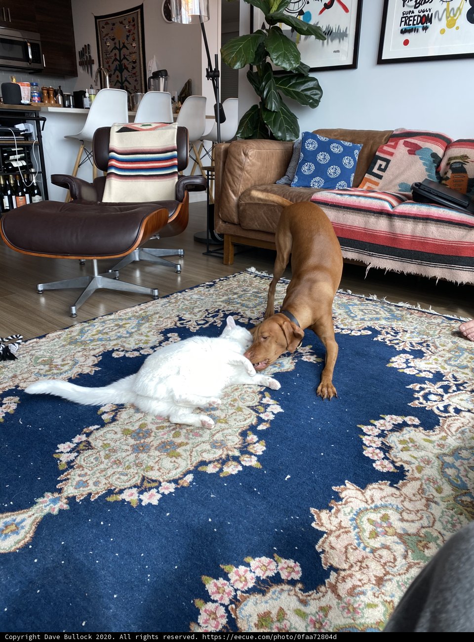 Playful Pets in San Francisco Living Room
