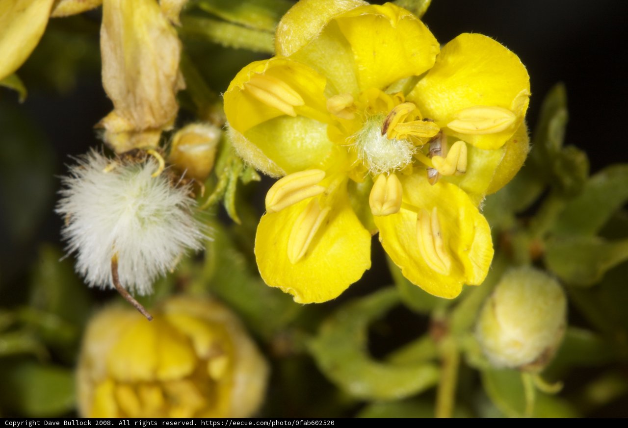 Pollinated Beauty