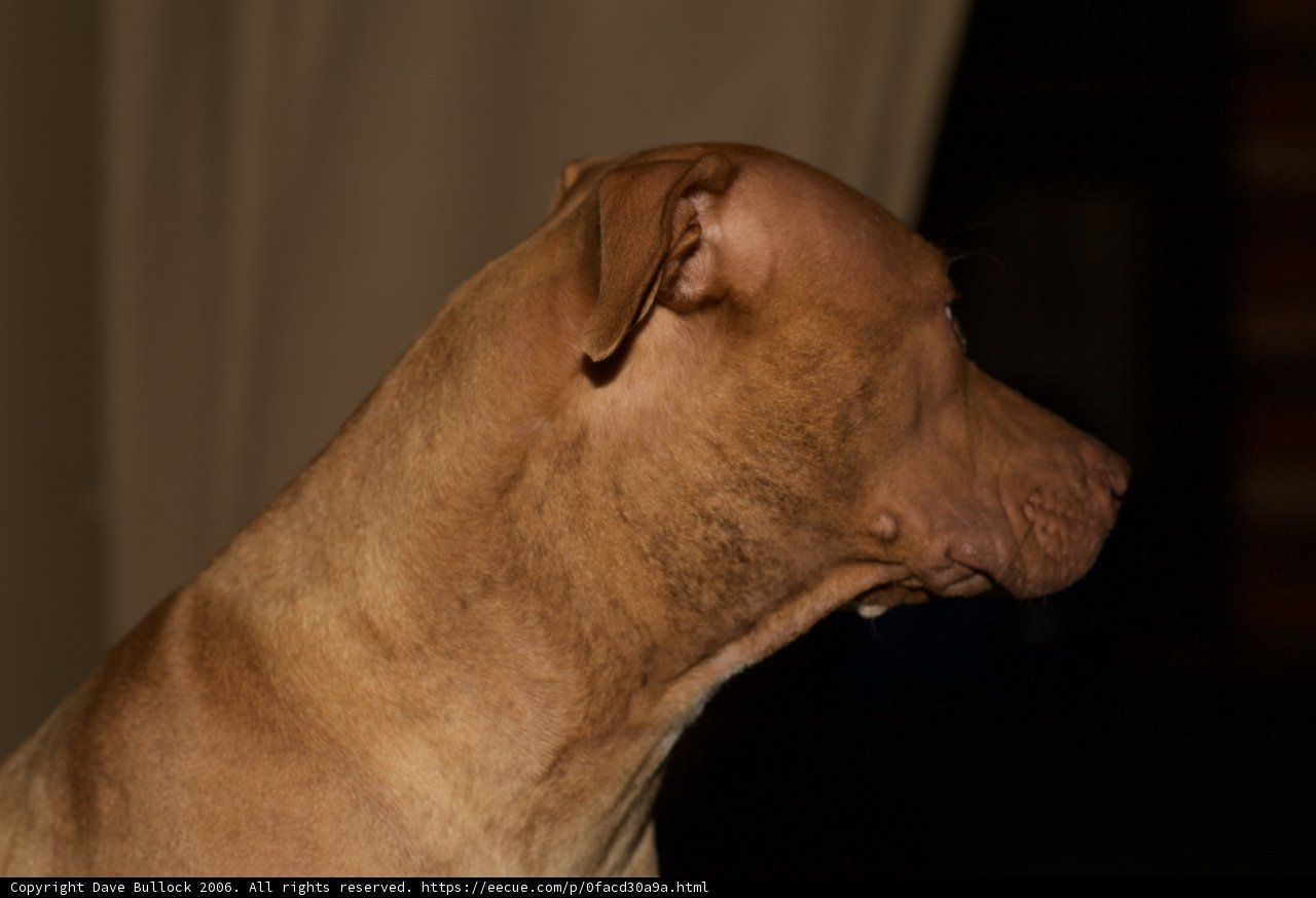 Inquisitive Canine