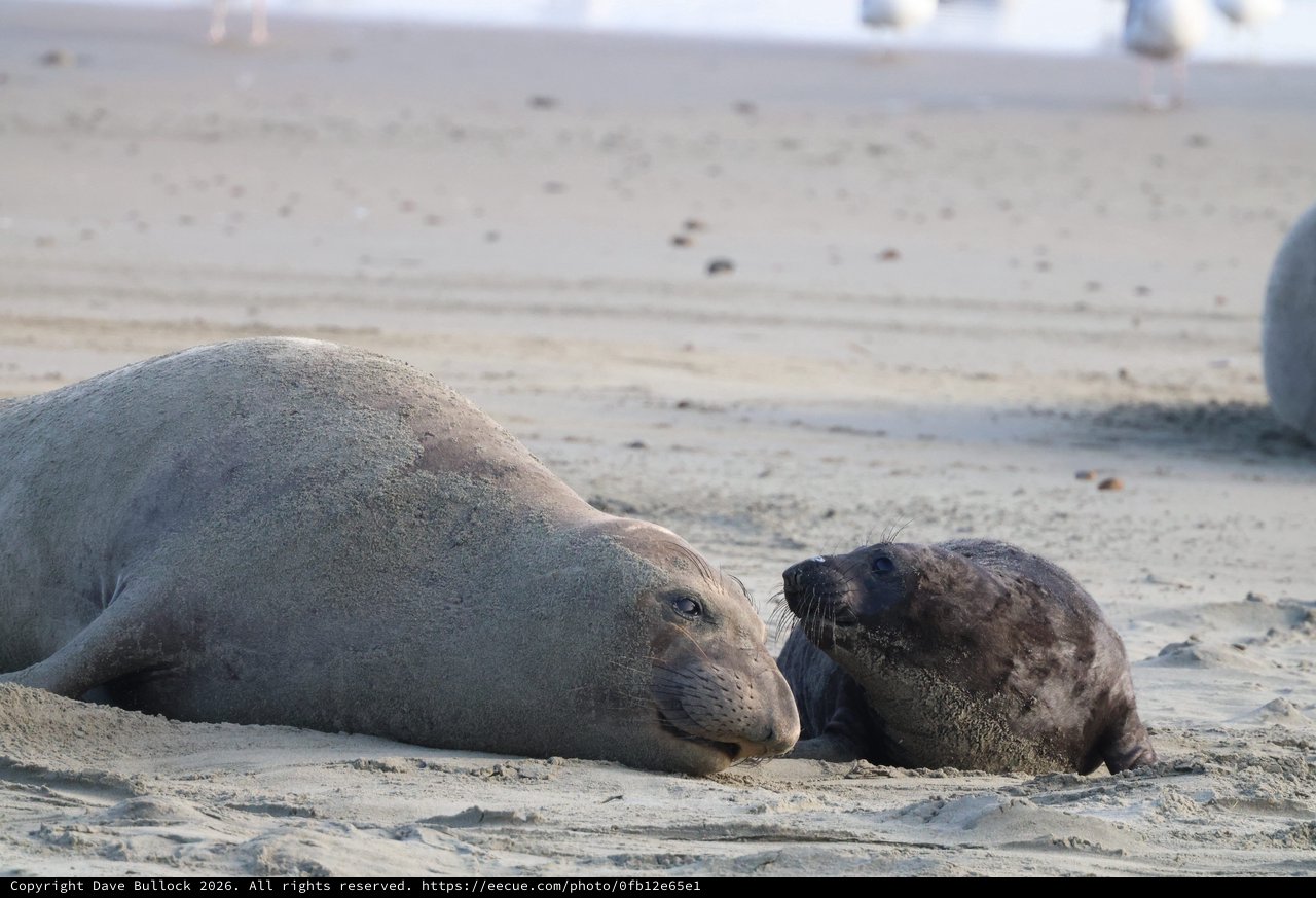 Mother and Pup Elephant Seal Bonding at Drakes Beach