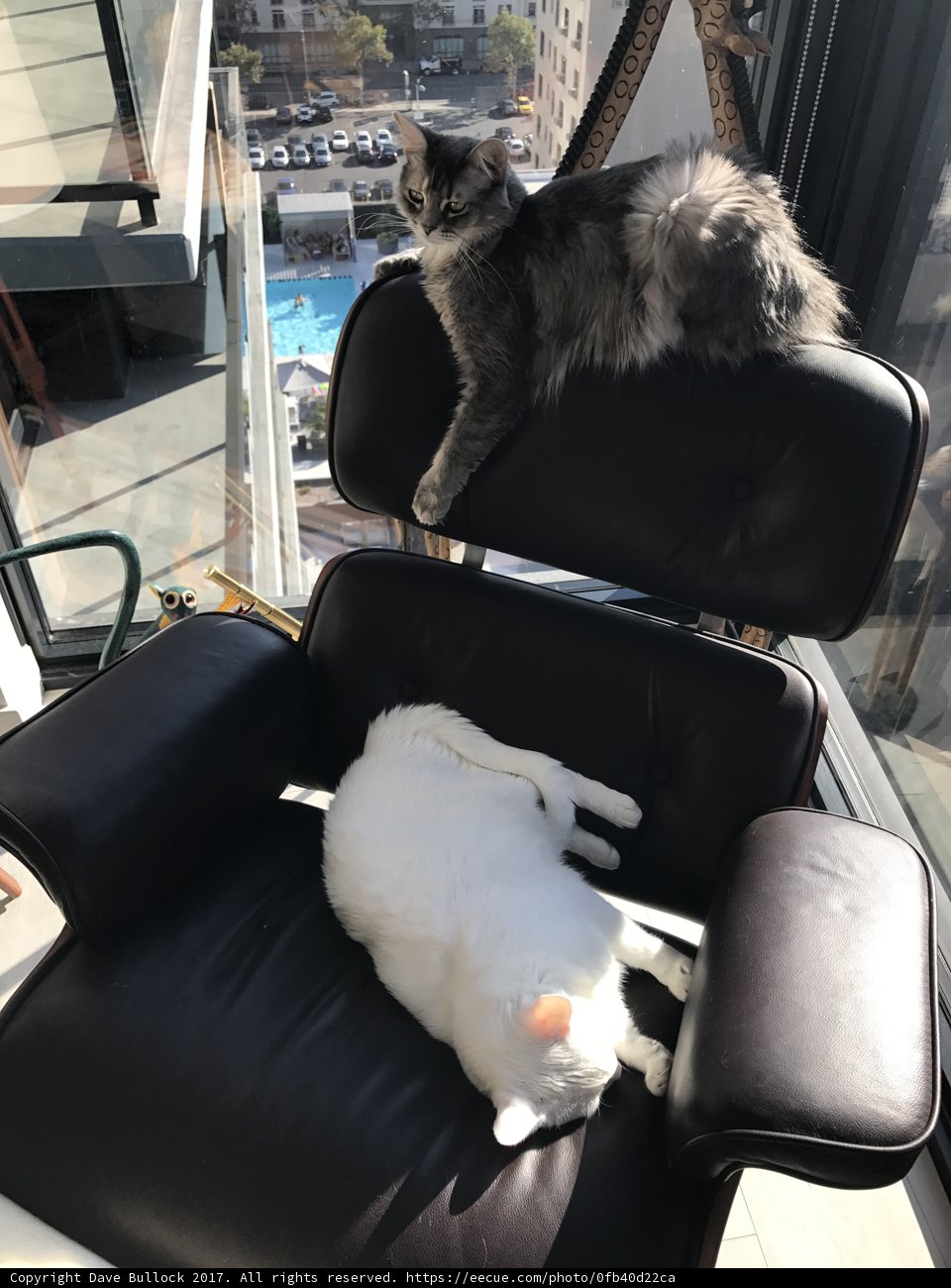 Kitty Comfort