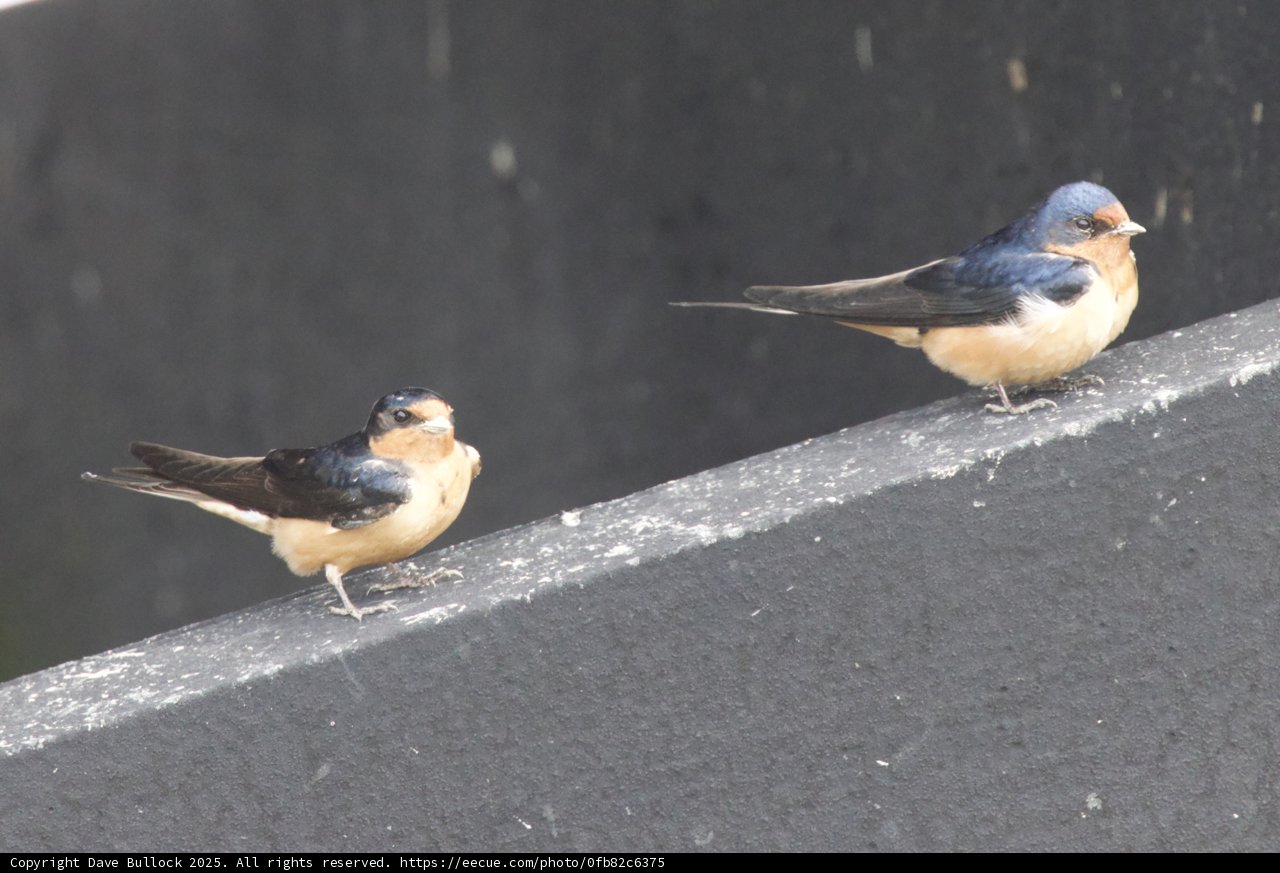 Feathered Companions