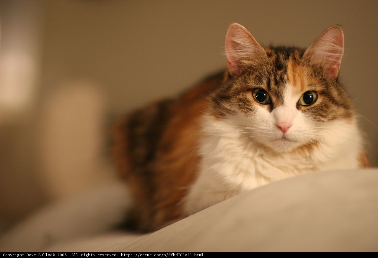 Calico Kitty on the Bed