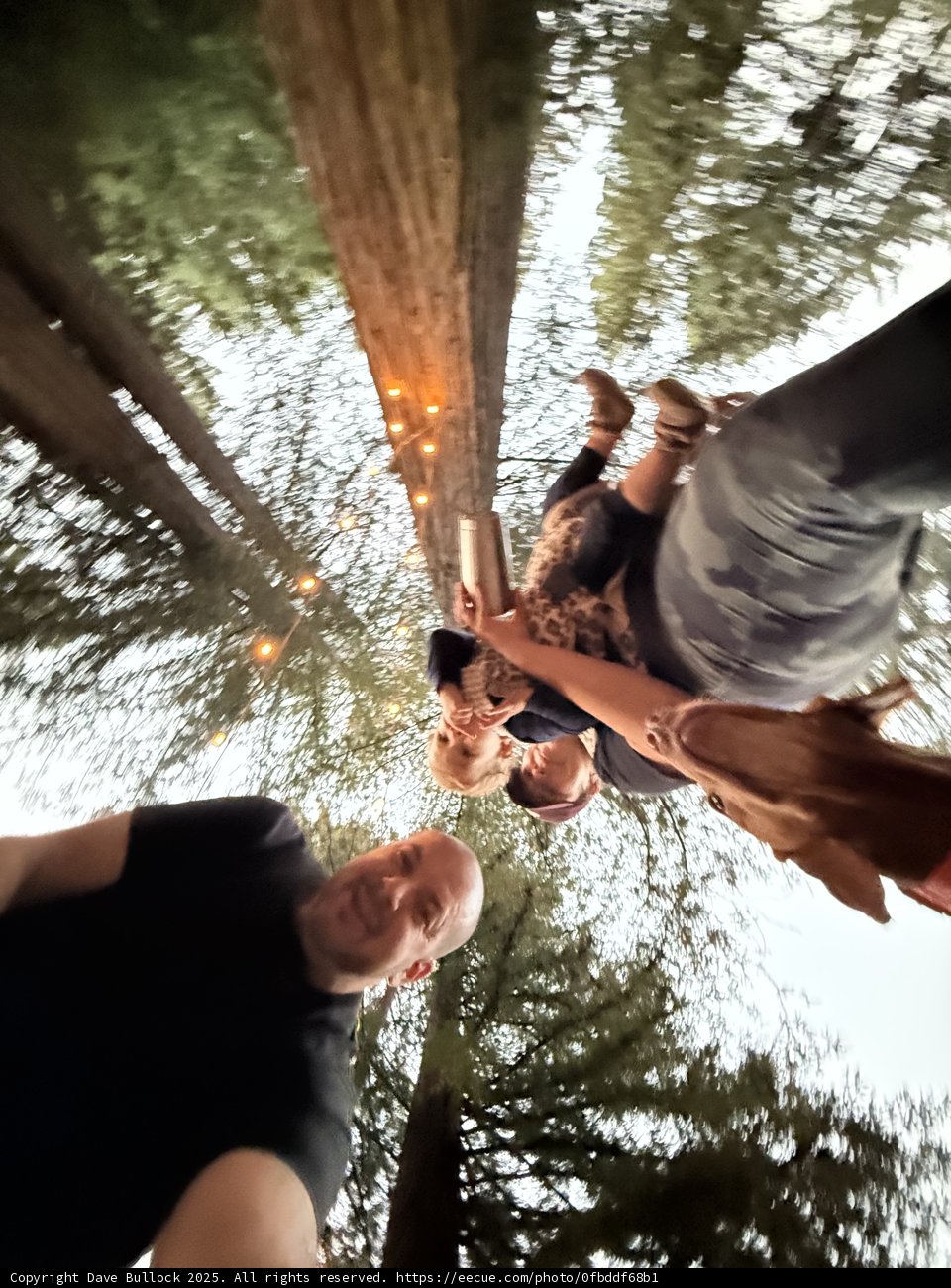 Twilight Laughter Among the Redwoods