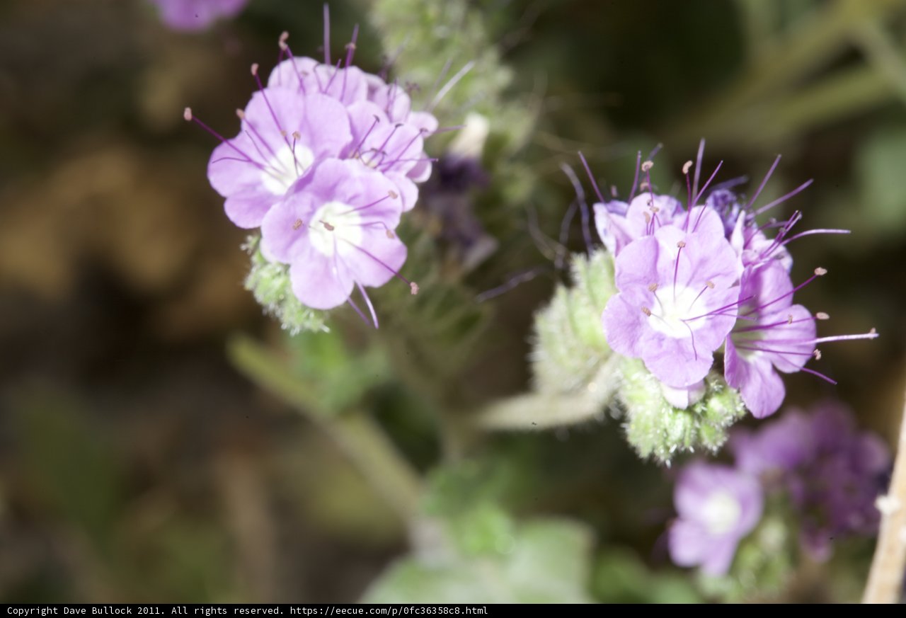 Desert Blooms