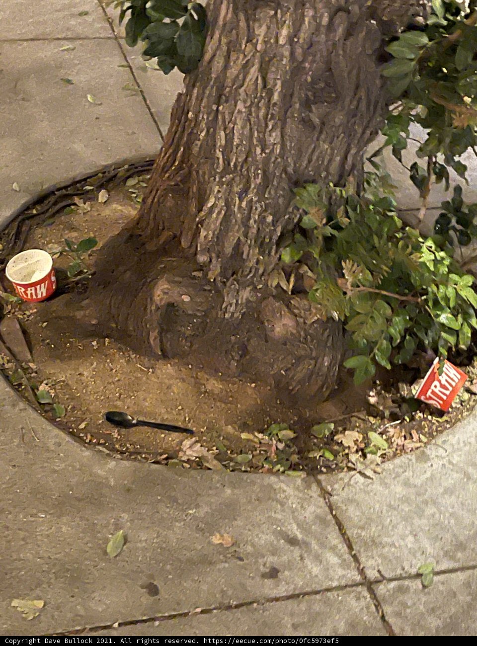 The Tree and its Mysterious Hole