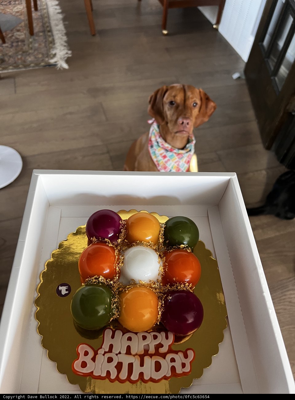 Happy Birthday to the Goodest Boy