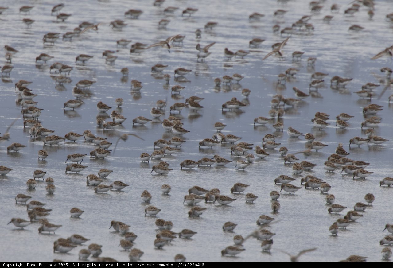 Dance of the Shorebirds