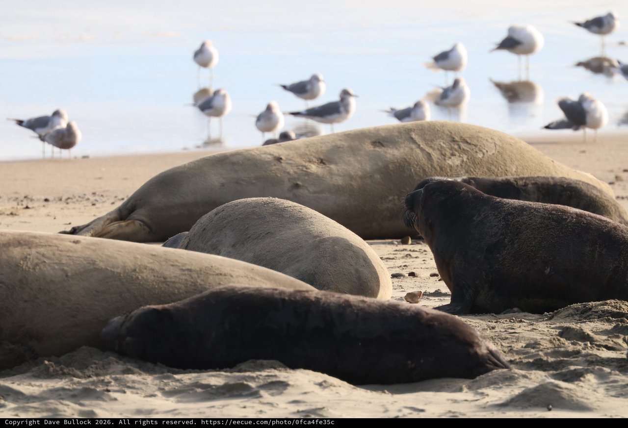 Elephant Seals Resting on Drakes Beach with Seabirds