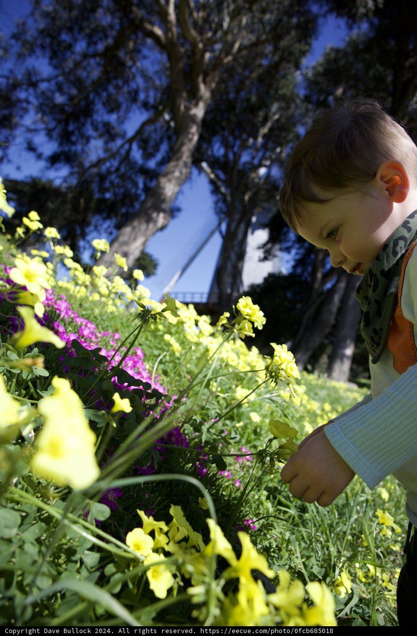 Youth in Bloom: A Spring Day at Golden Gate Park