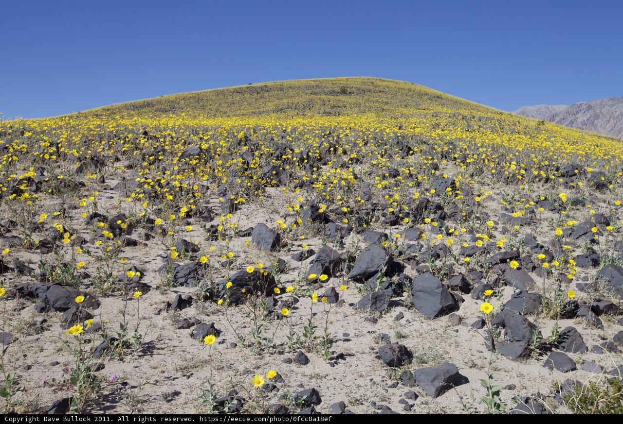 Hill of Yellow Flowers