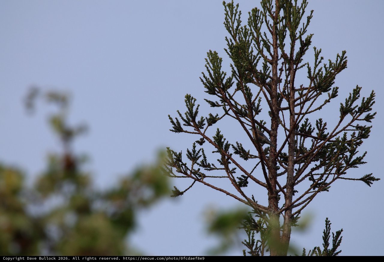 Evergreen Branch Detail Against Overcast Sky