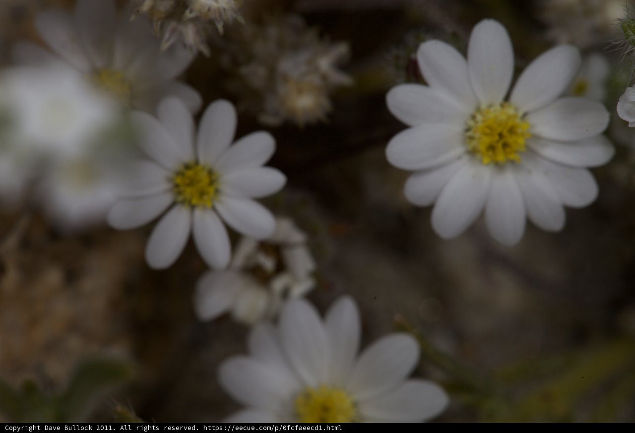 White Flower Frenzy