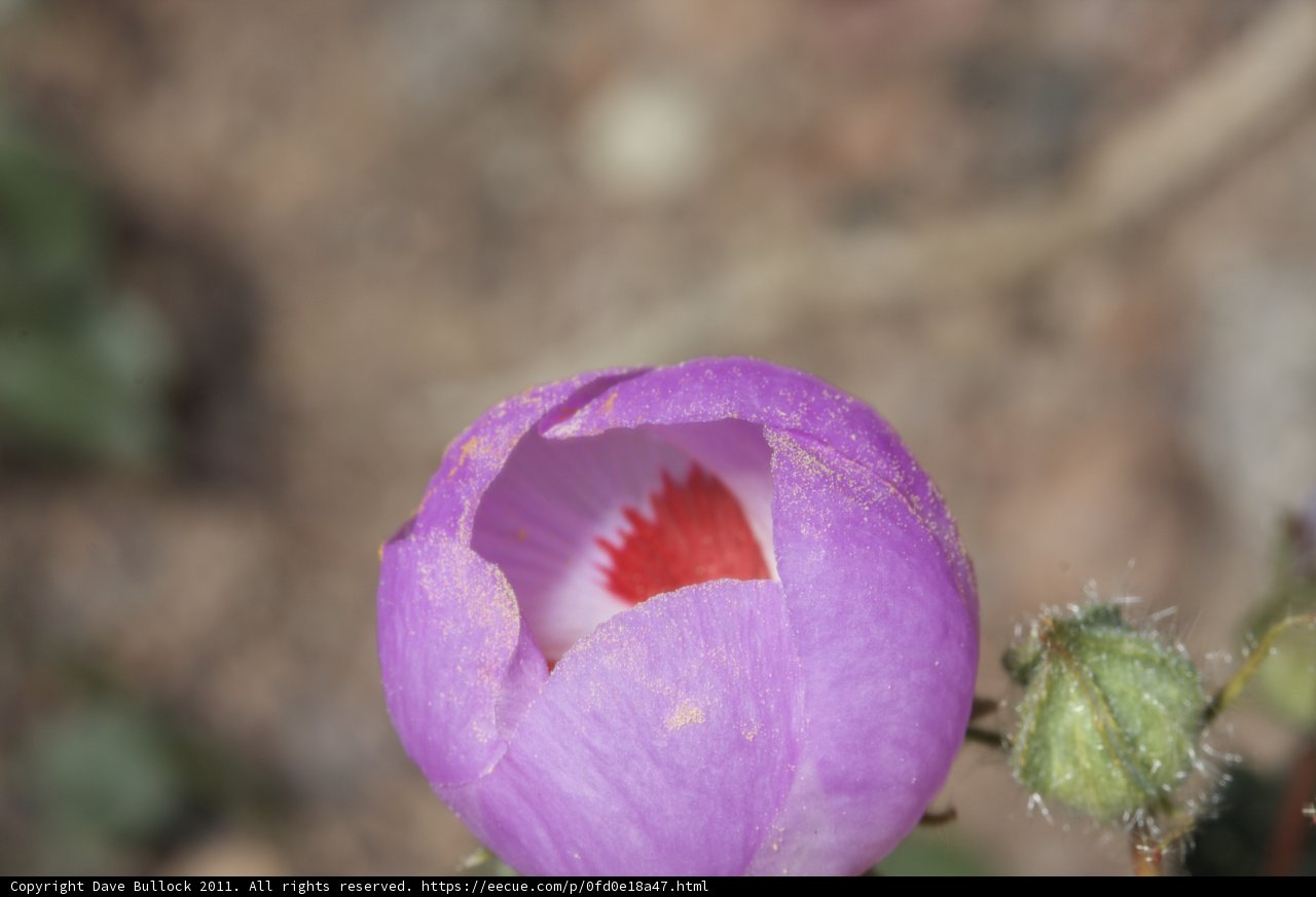 Vibrant Purple Geranium Blossom