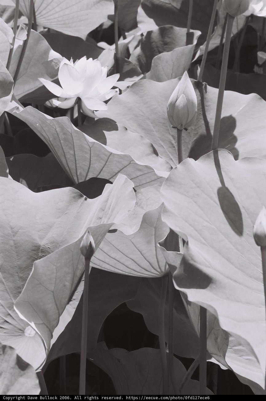 Graceful Lotus Leaves