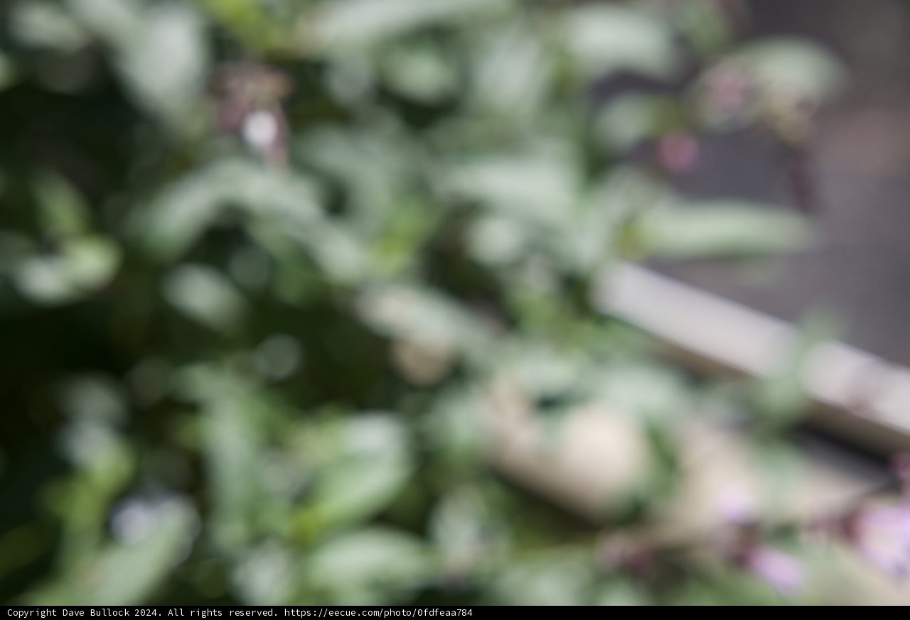 Enchanted Garden Moments