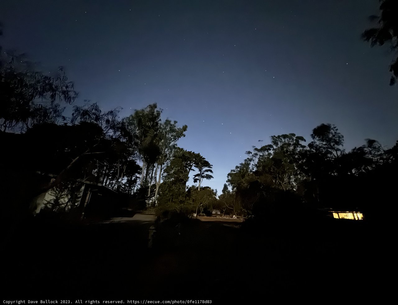 Starlit Canopy Above Presidio