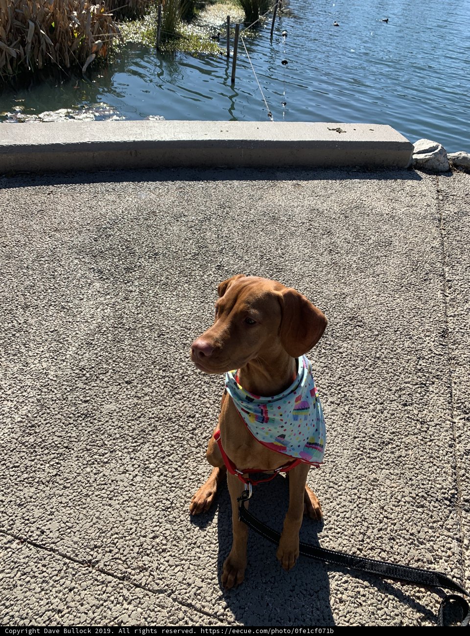 Lakeside Companion