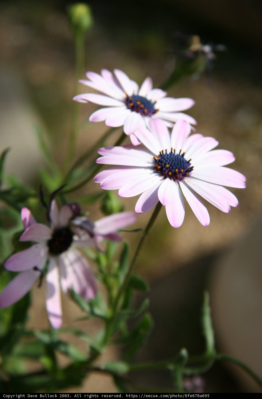 Pink Daisy and Anemone Flowers in the Sun