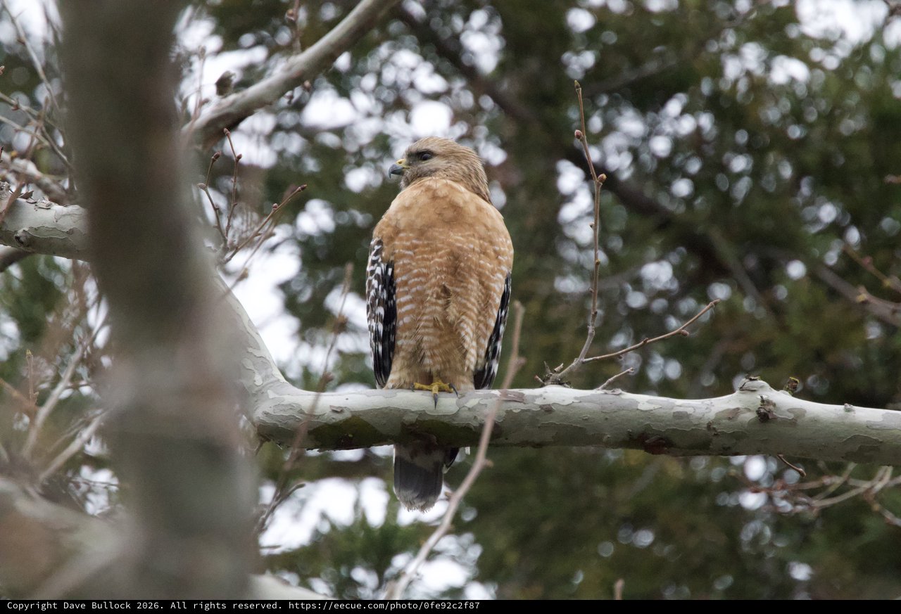 Red-Shouldered Hawk Perched on Winter Branch
