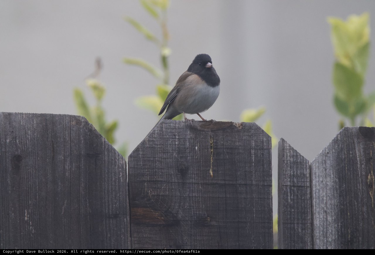 Dark-Eyed Junco Perched on Weathered Garden Fence
