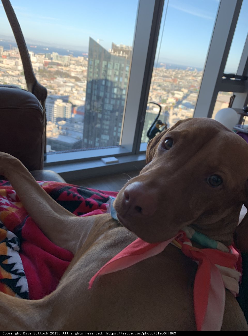 Cozy Couch Companion