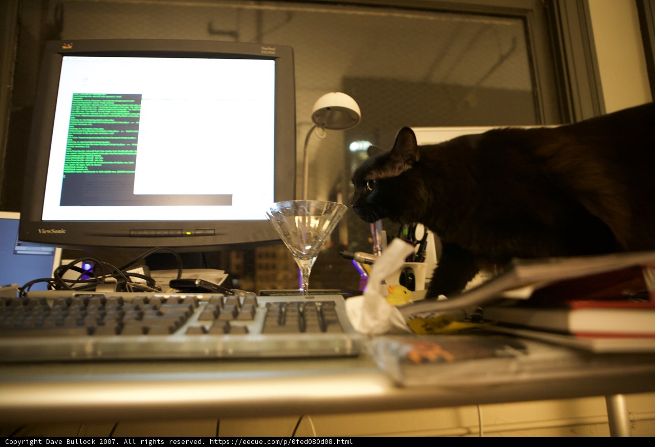 Nighttime Computer Time with Feline Friends